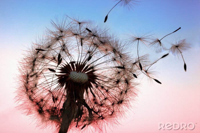 Fotobehang Paardebloem als natuur
