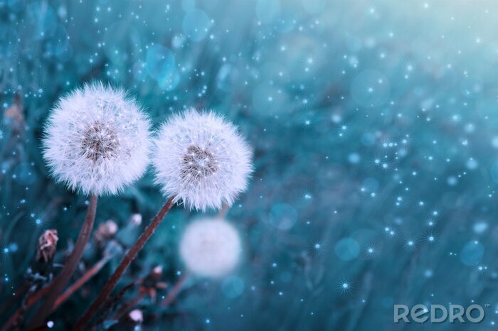Fotobehang Paardebloemen op een blauwe achtergrond