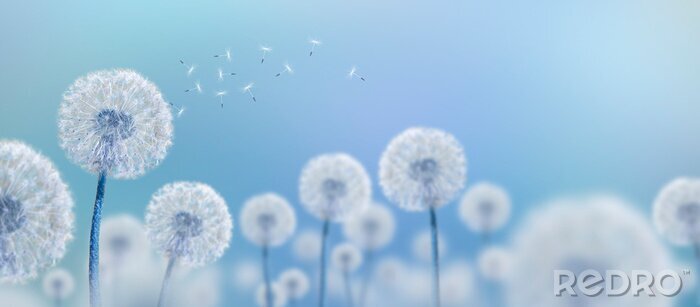 Fotobehang Paardebloemen tegen de hemel
