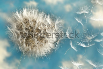 Fotobehang Paardebloemzaad op een blauwe achtergrond