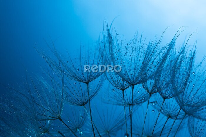 Fotobehang Paardebloemzaden op een blauwe achtergrond