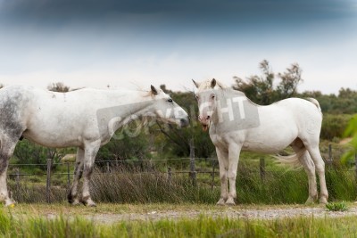 Fotobehang Paarden bij de kraal