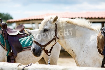 Fotobehang Paarden bij een stal