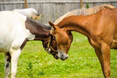 Fotobehang Paarden die elkaar omhelzen