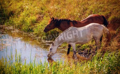 Fotobehang Paarden drinken water uit een rivier