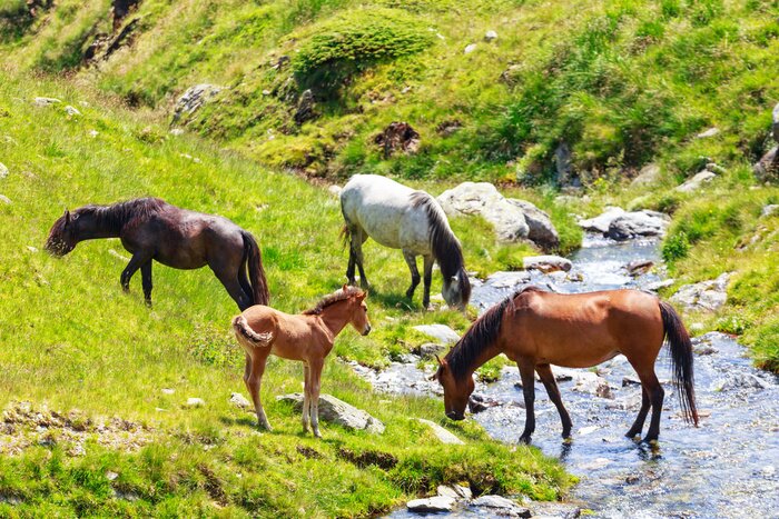 Fotobehang Paarden drinkwater