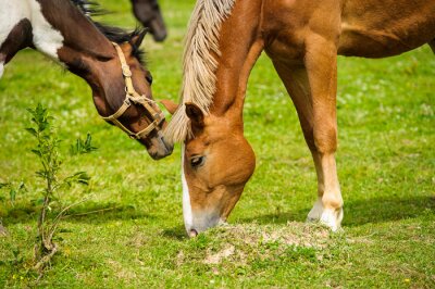 Fotobehang Paarden eten groen gras