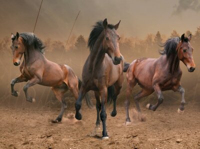 Paarden galopperen in de mist