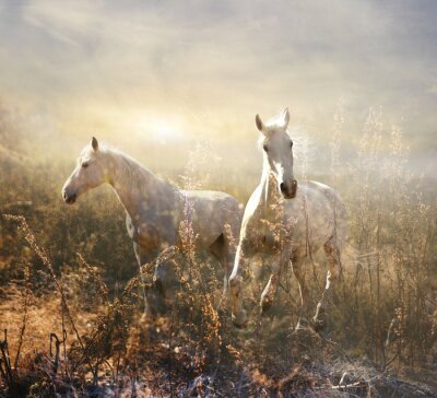 Fotobehang Paarden galopperen op een weide