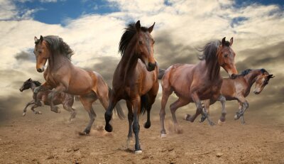 Paarden galopperend door de woestijn