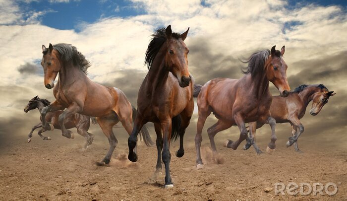 Fotobehang Paarden galopperend door de woestijn