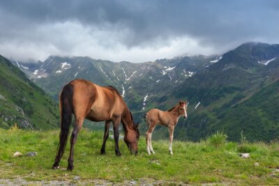 Fotobehang Paarden grazen in de bergen