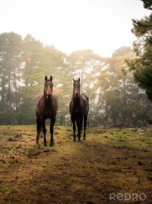 Fotobehang Paarden in bos