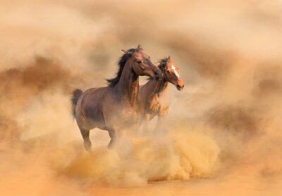 Fotobehang Paarden in bruin stof