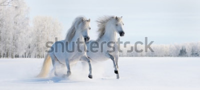 Fotobehang Paarden in de sneeuw wit