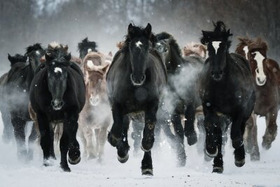Paarden in een snelle galop op een winterdag