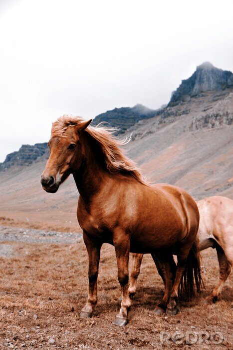 Fotobehang Paarden in het berglandschap