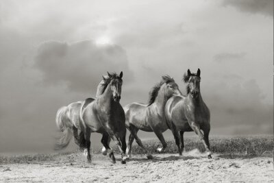 Paarden lopen in grijs stof
