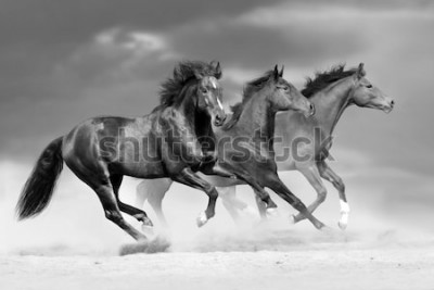Fotobehang Paarden lopen in het stof