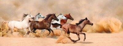 Paarden lopen in zand