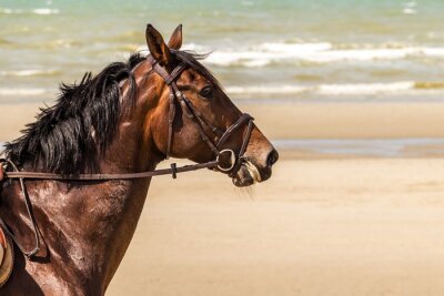 Fotobehang Paarden lopen op een strand