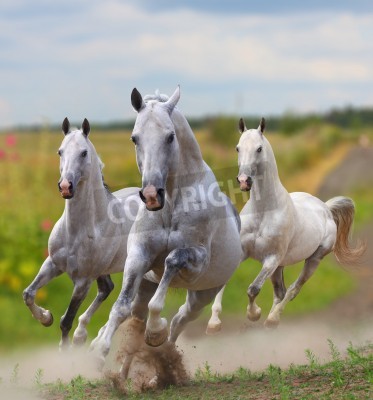 Fotobehang Paarden lopen op een zandweg