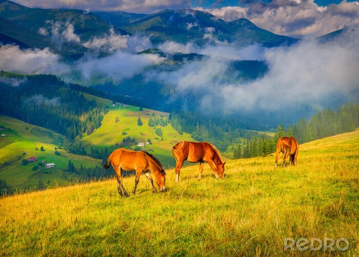 Fotobehang Paarden op de achtergrond van bergen in de mist