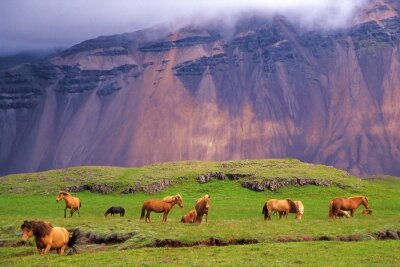 Fotobehang Paarden op de achtergrond van IJslandse rotsen
