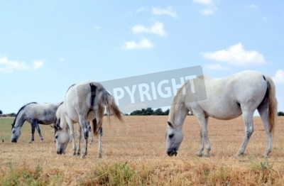 Fotobehang Paarden op een achtergrond van blauwe lucht