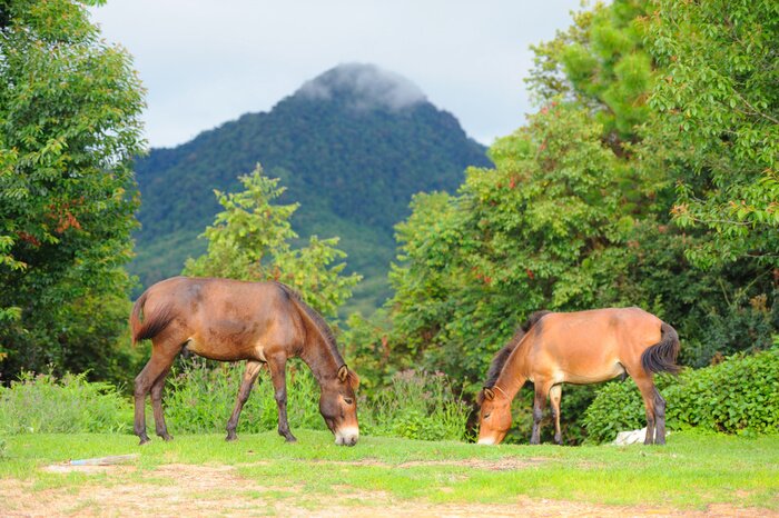 Fotobehang Paarden op een achtergrond van heuvels