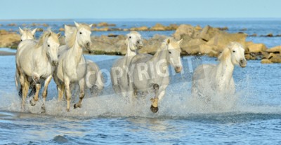 Fotobehang Paarden op een achtergrond van rotsen