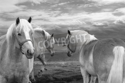 Fotobehang Paarden op een achtergrond van wolken