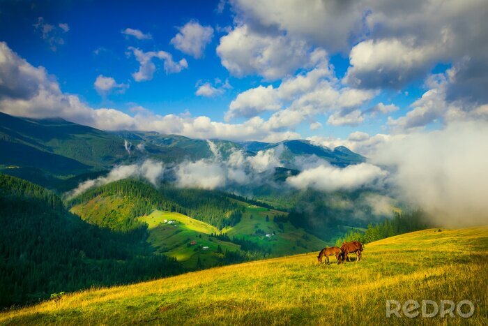Fotobehang Paarden op een bergweide