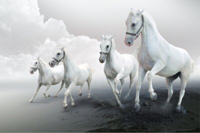 Paarden op een grijze weg