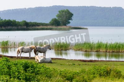 Fotobehang Paarden op een meer