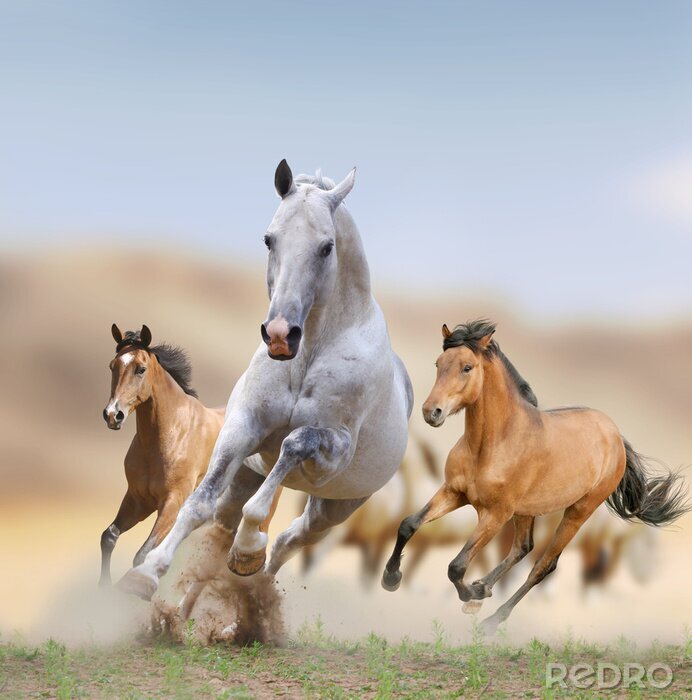Fotobehang Paarden op een wazige achtergrond