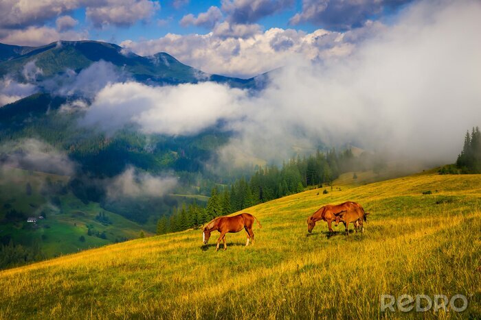 Fotobehang Paarden op een weide bij de bergen