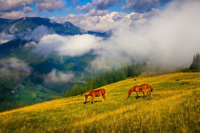 Fotobehang Paarden op een weide bij de bergen
