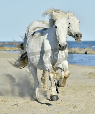 Fotobehang Paarden op strand