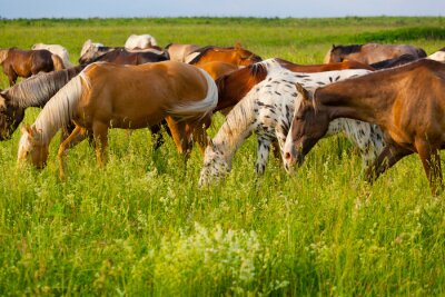 Fotobehang Paarden tussen groene grassen