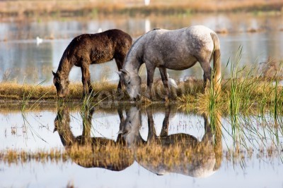 Fotobehang Paarden weerspiegelen in het oppervlak van het meer