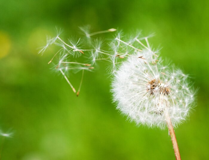 Fotobehang Paardenbloem en natuurlijke omgeving