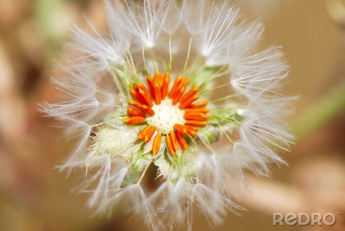 Fotobehang Paardenbloem en oranje zaadjes