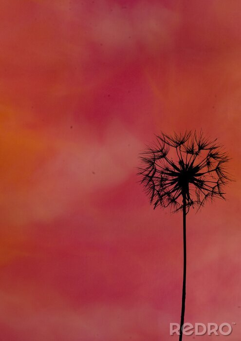 Fotobehang Paardenbloem en rode lucht