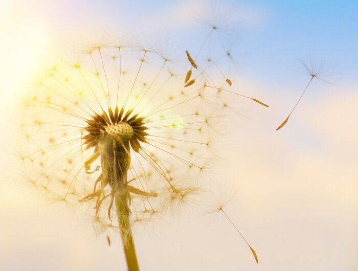 Fotobehang Paardenbloem en vliegende zaden