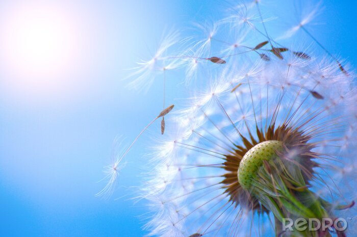 Fotobehang Paardenbloem hoofdjes in de zon