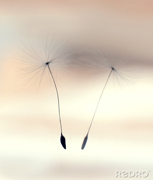 Fotobehang Paardenbloem in de vlucht