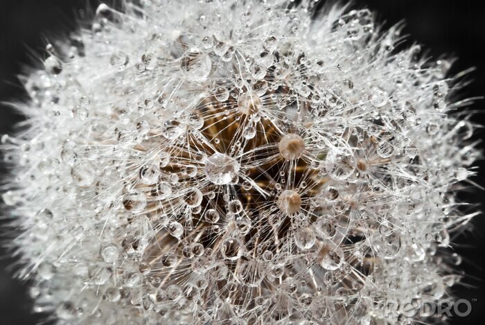 Fotobehang Paardenbloem in waterdruppels