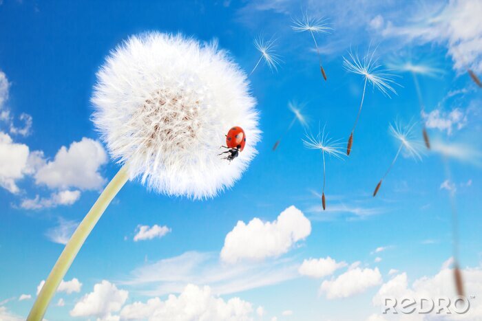 Fotobehang Paardenbloem lieveheersbeestje en hemel