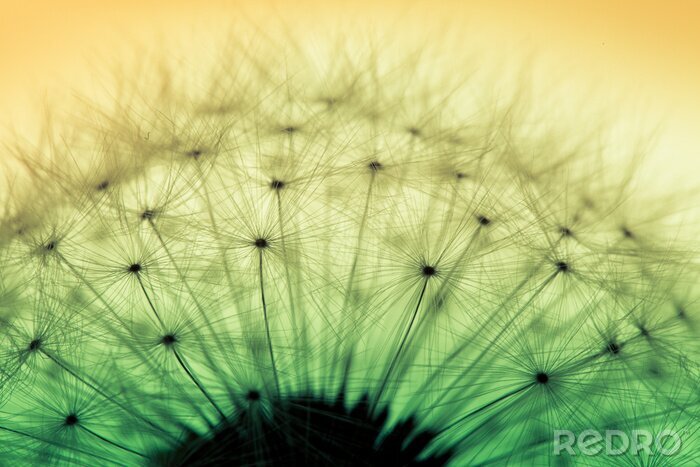 Fotobehang Paardenbloem macro